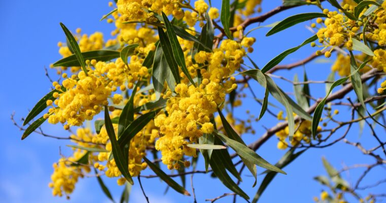 V Taliansku je Deň žien úplne iný. Toto robia Talianky každý rok